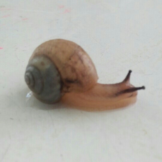 孙显鸣