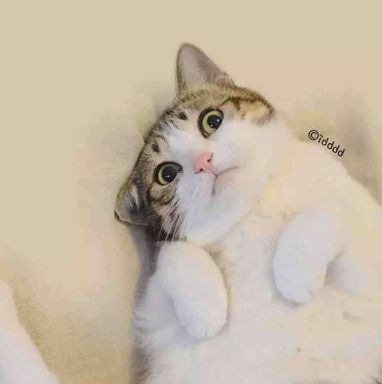 烬千帆