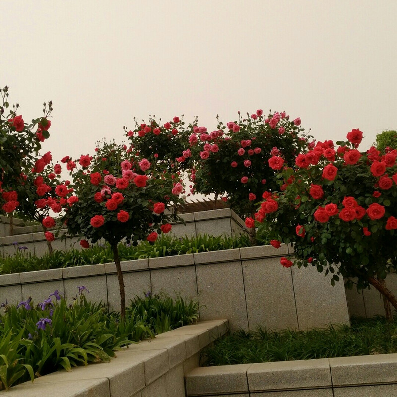 一片诚意