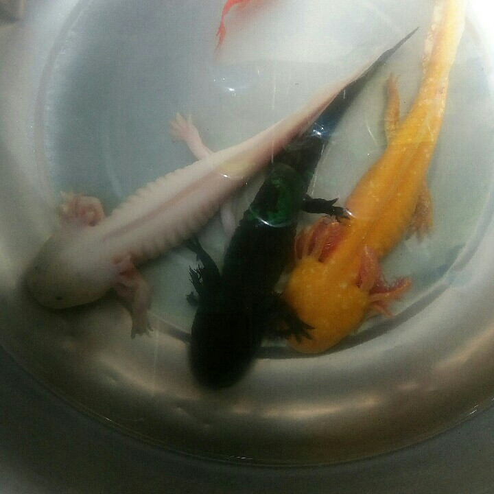 圣琪
