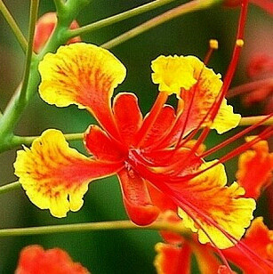 火红凤凰花