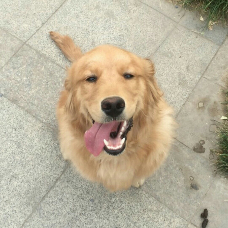 皮皮医生