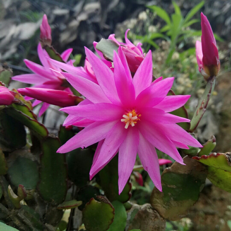 芳姐