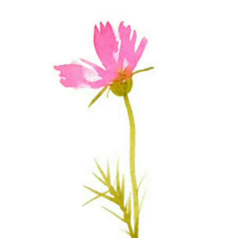 浪漫的花