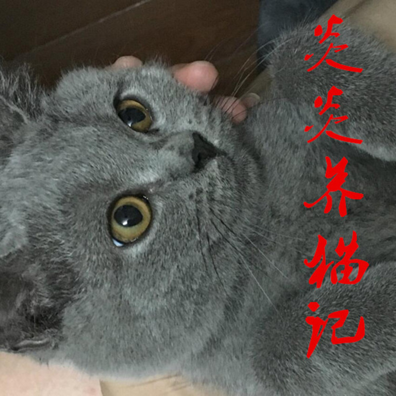 炎炎养猫记