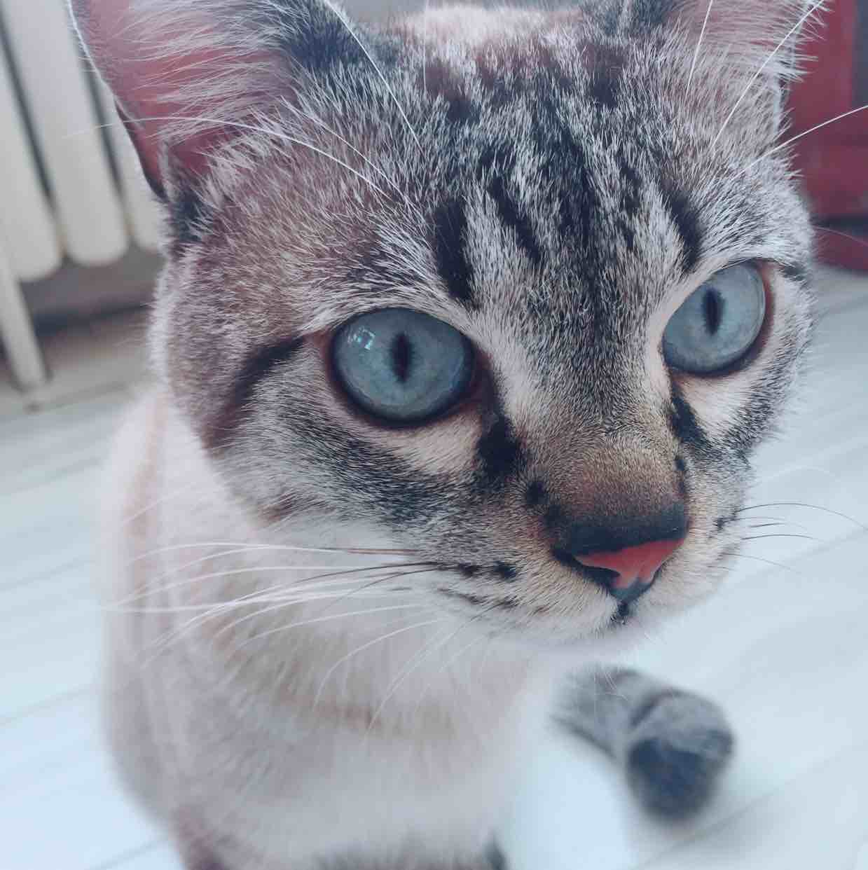 阿末