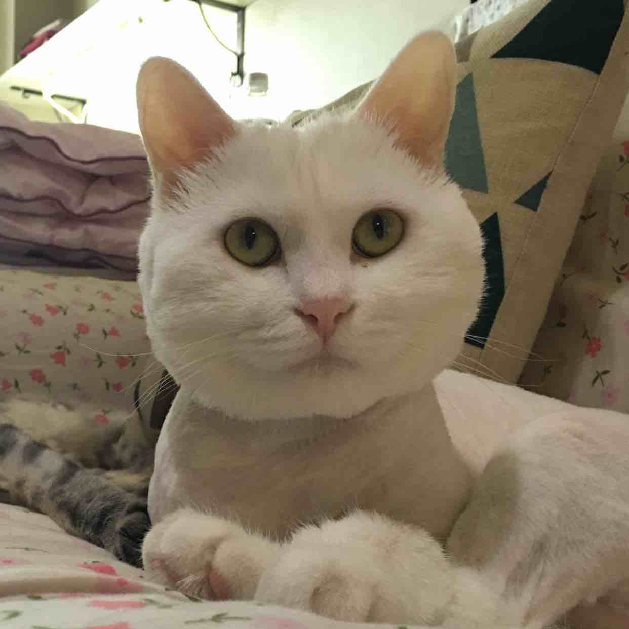 我的猫叫大咪