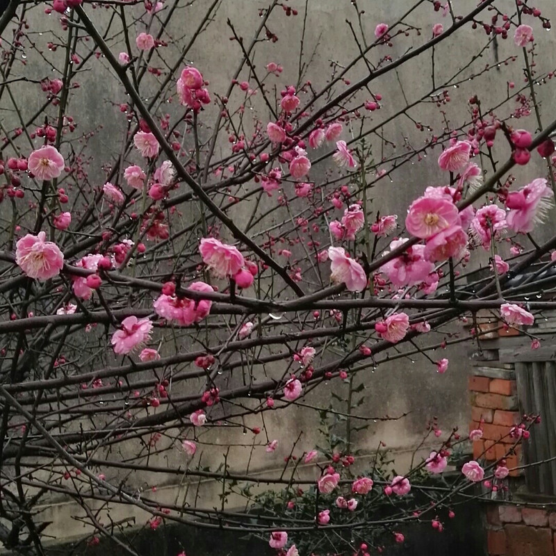 小昵儿