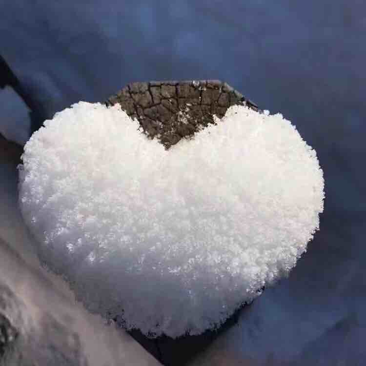老大是霸王龙