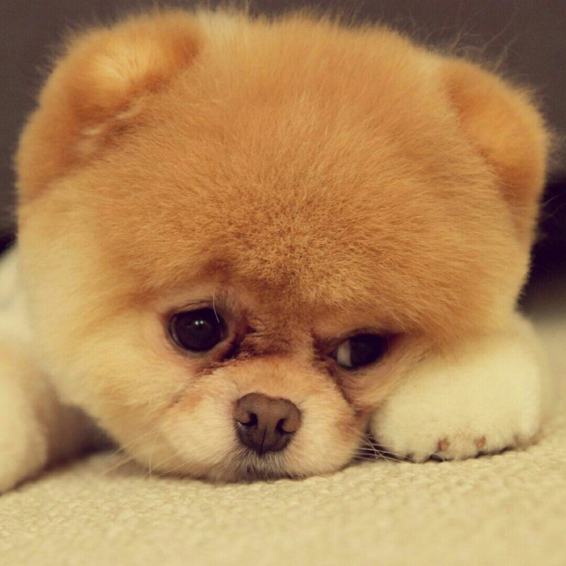 小爷范♥