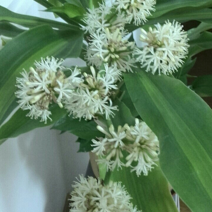 窦姐 