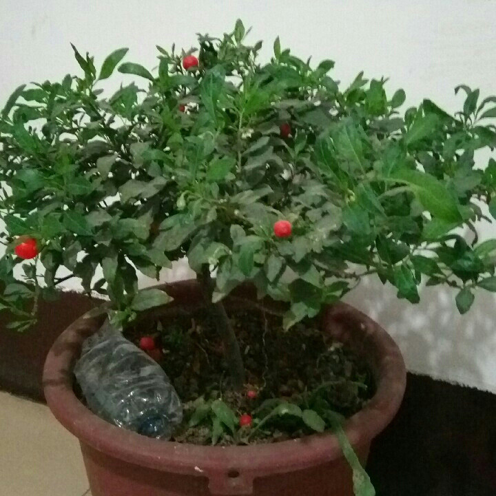   美嘉姥