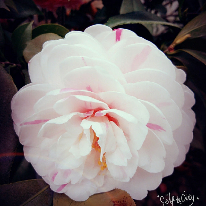菠萝油