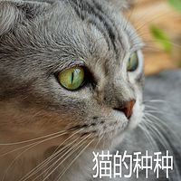 猫的种种