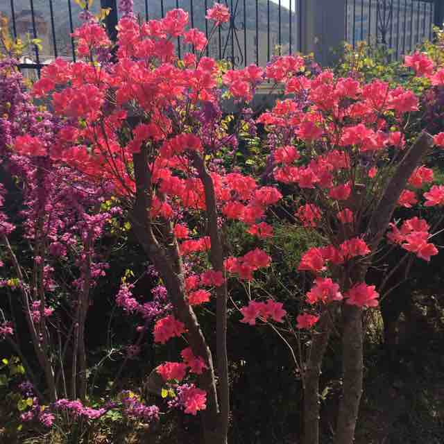 三阳开泰