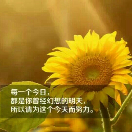 鑫T.