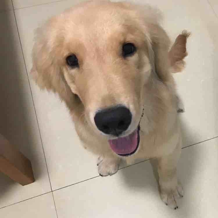 福天真