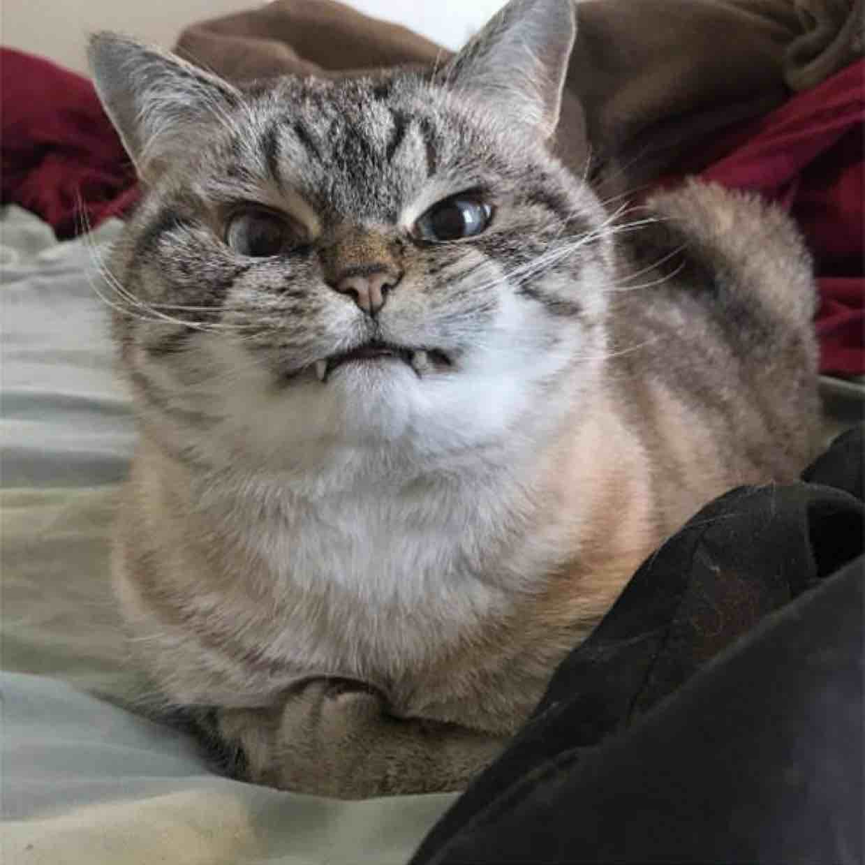 江南。