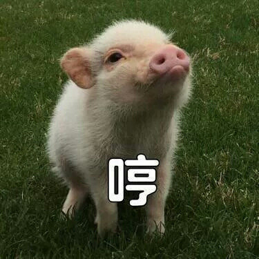 傲慢的上校鸡块