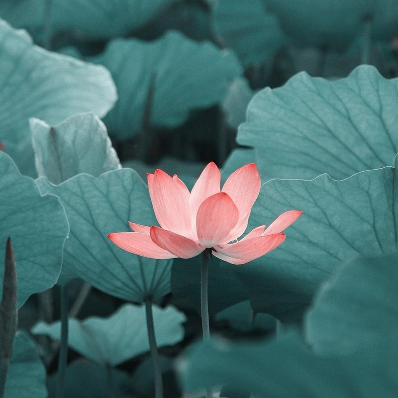 春暖花开