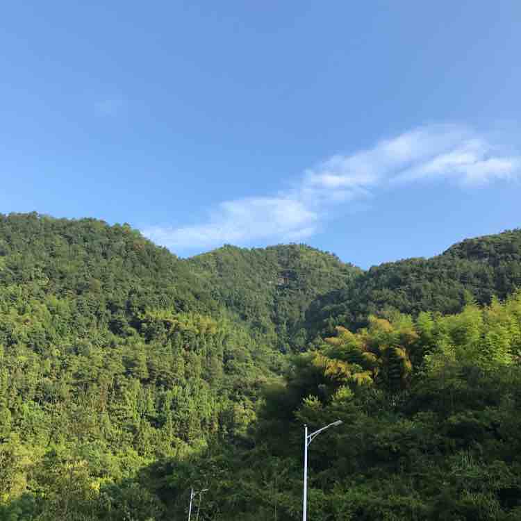 剑胆琴心