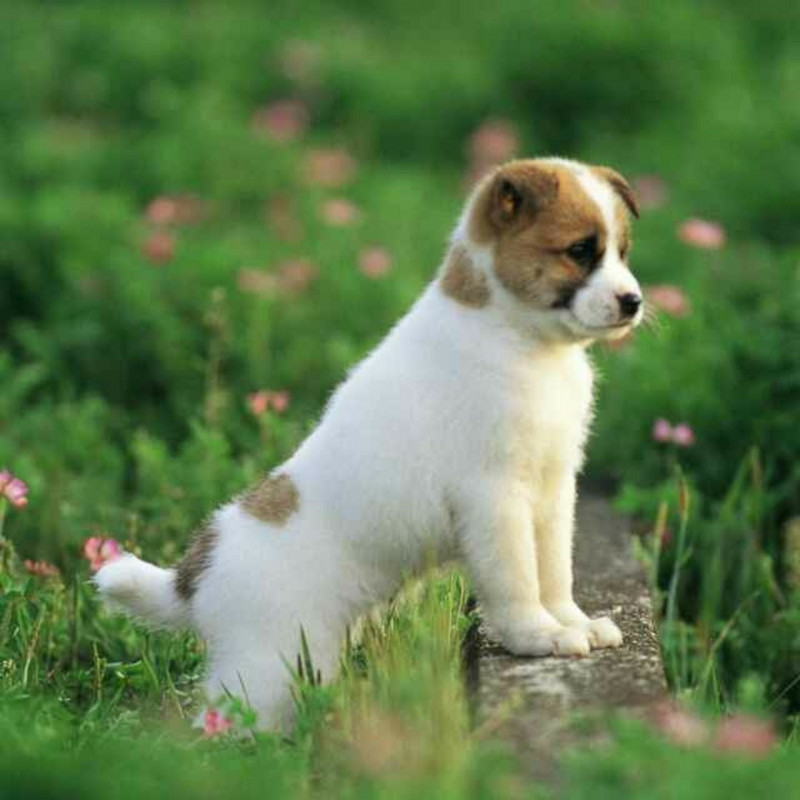 冰糖 葫芦娃