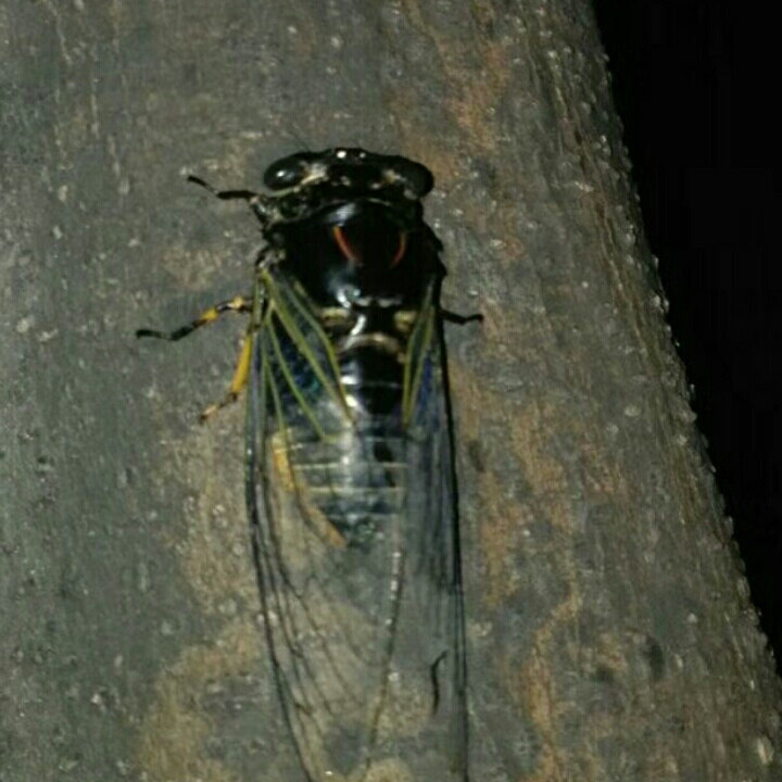 虫子