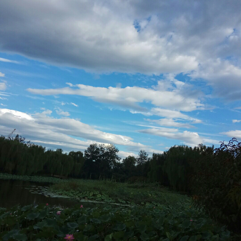 毛豆