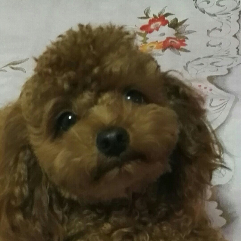 你是左面的狗！