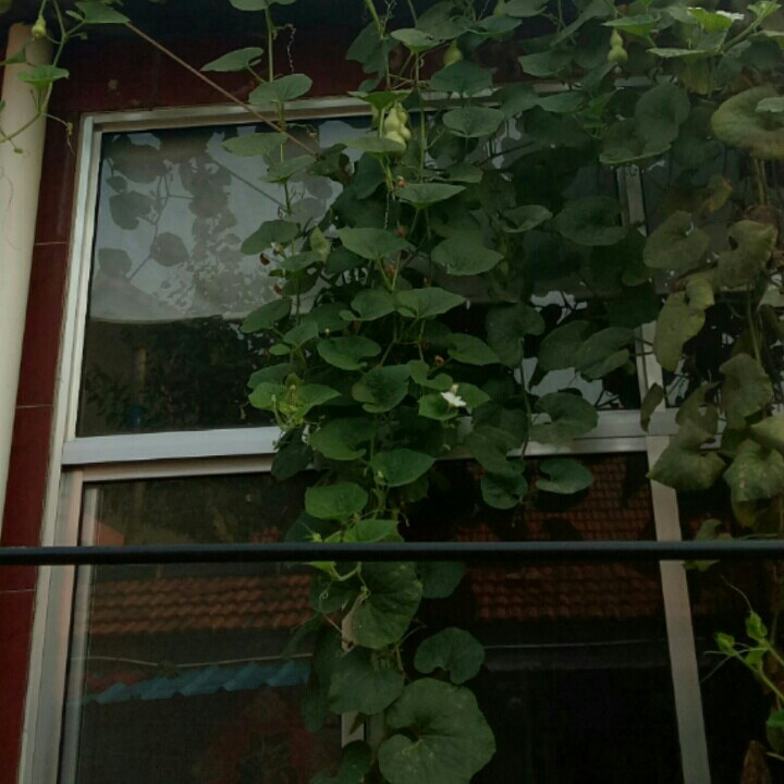 老狼