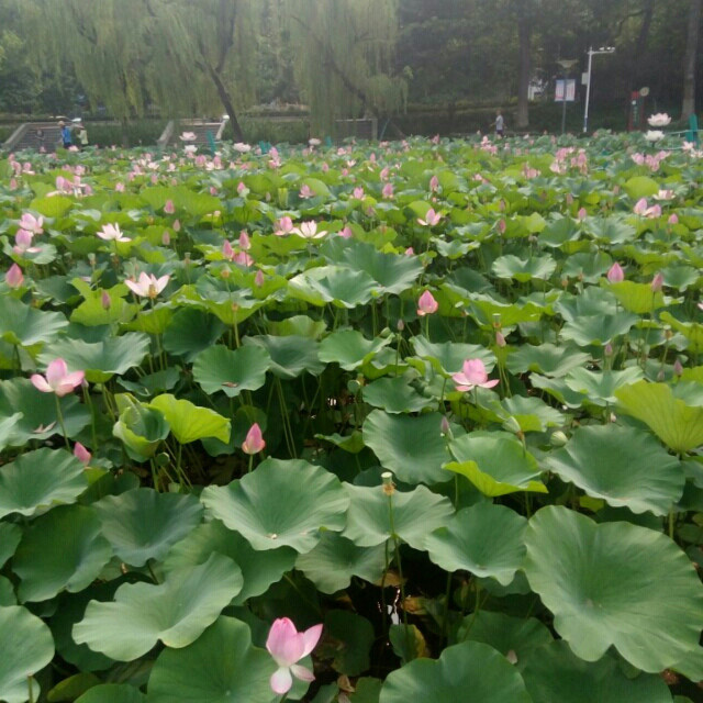 张树桂