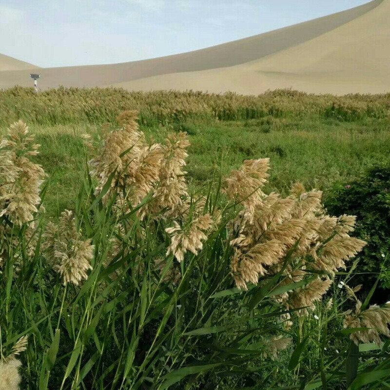 霞一缕阳光