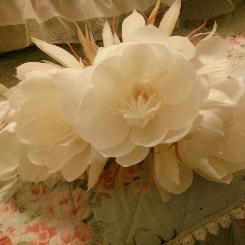 女王范