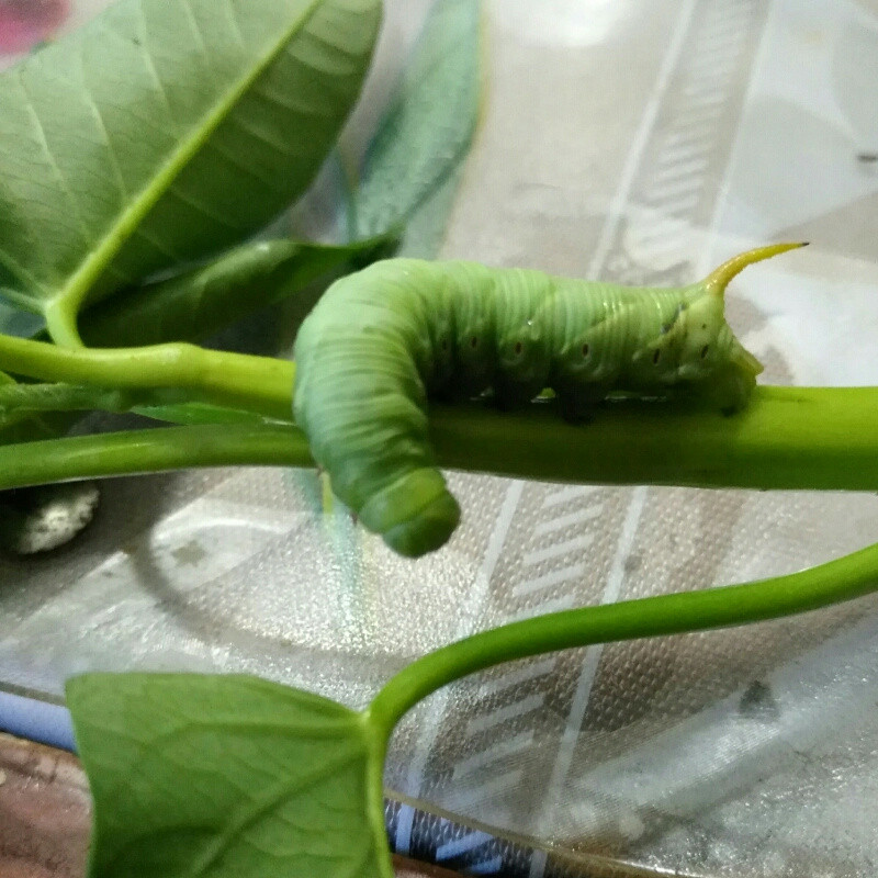 梦