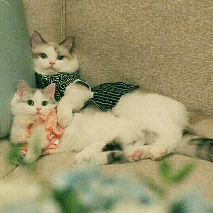 黄安安(๑´ㅂ`๑)