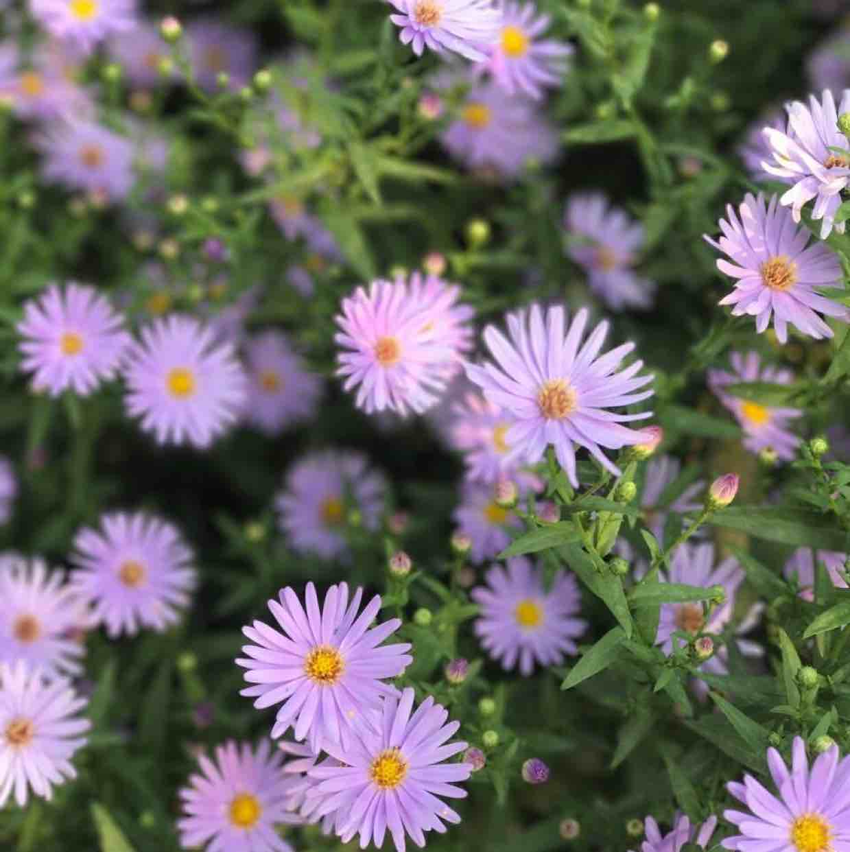 May