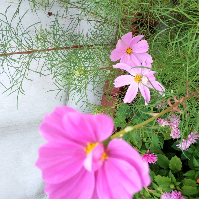 朵朵