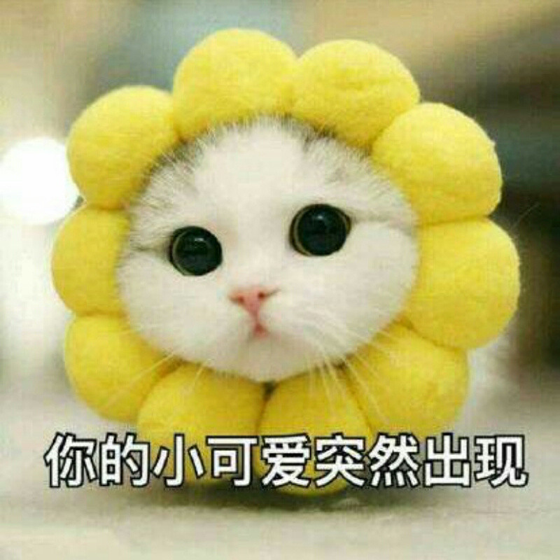等风来