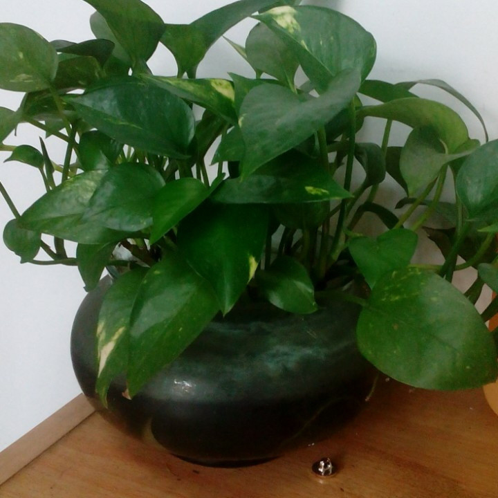 兰花草
