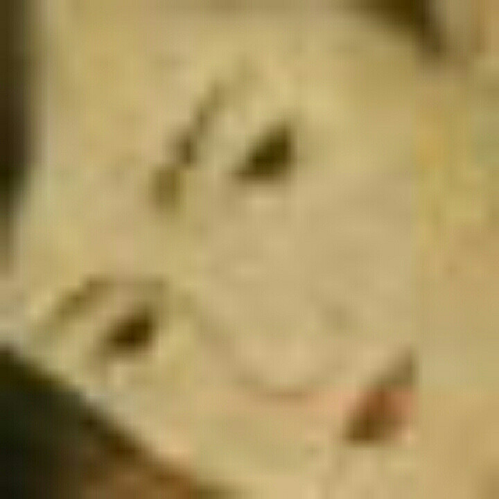 落花有意