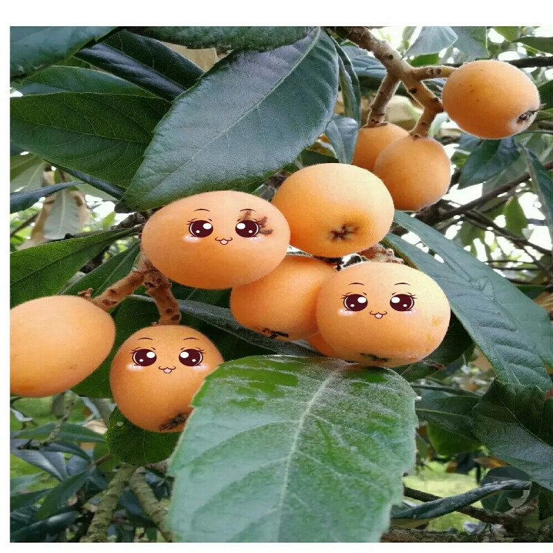 小高