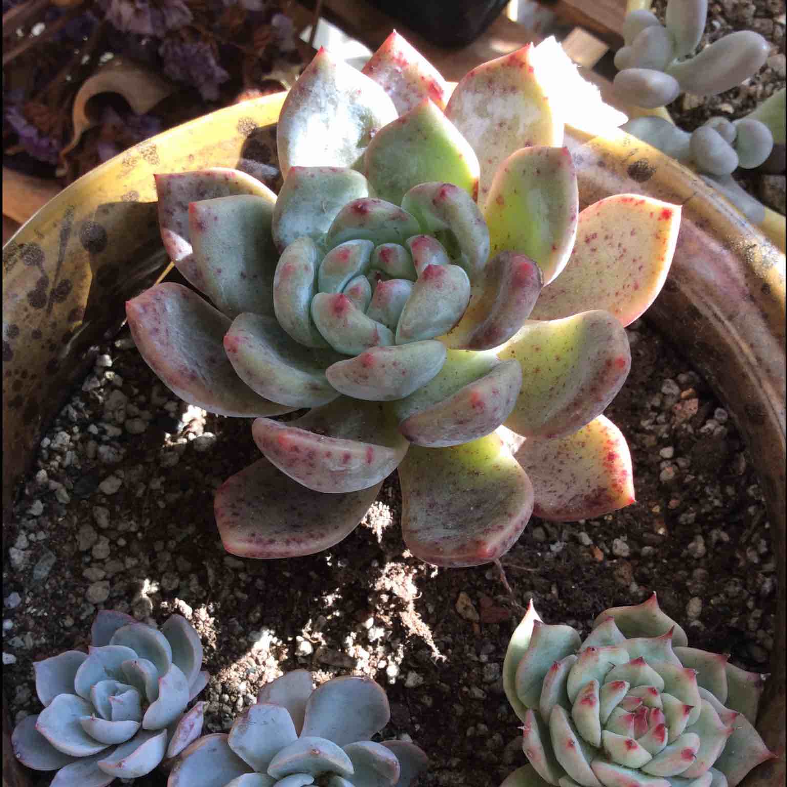 胡杨