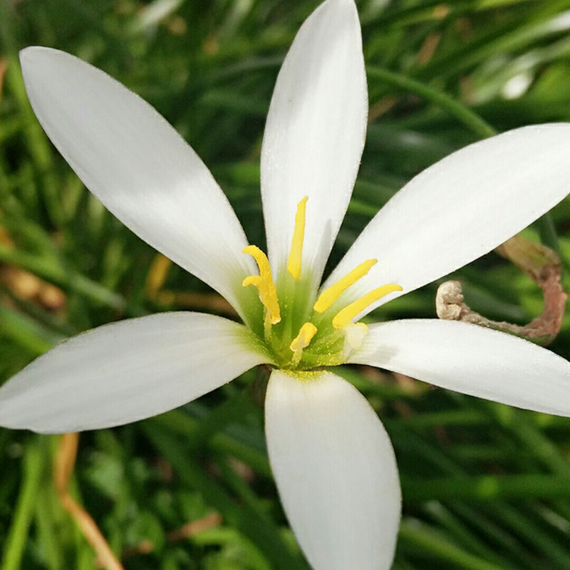 Lily @ming