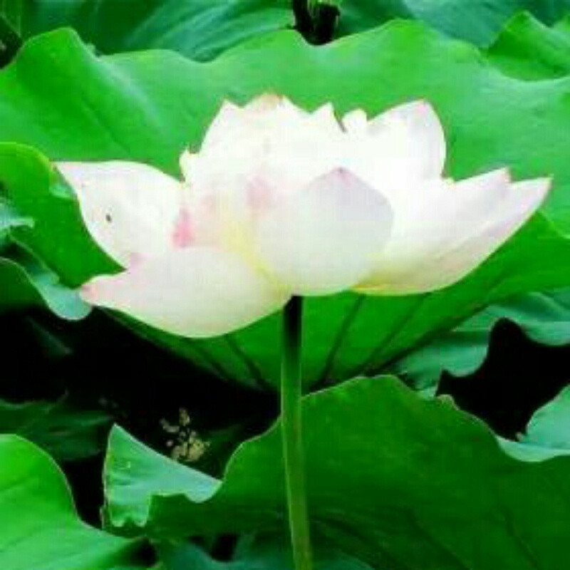 桃花落尽何处言伤