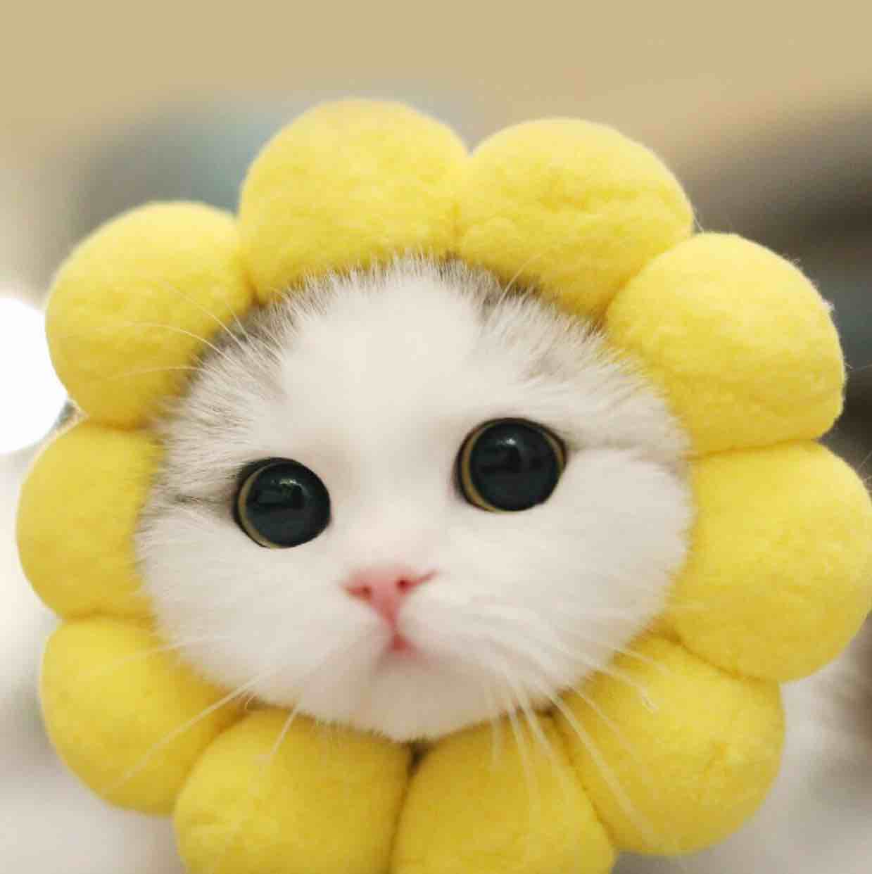 乔钲❀