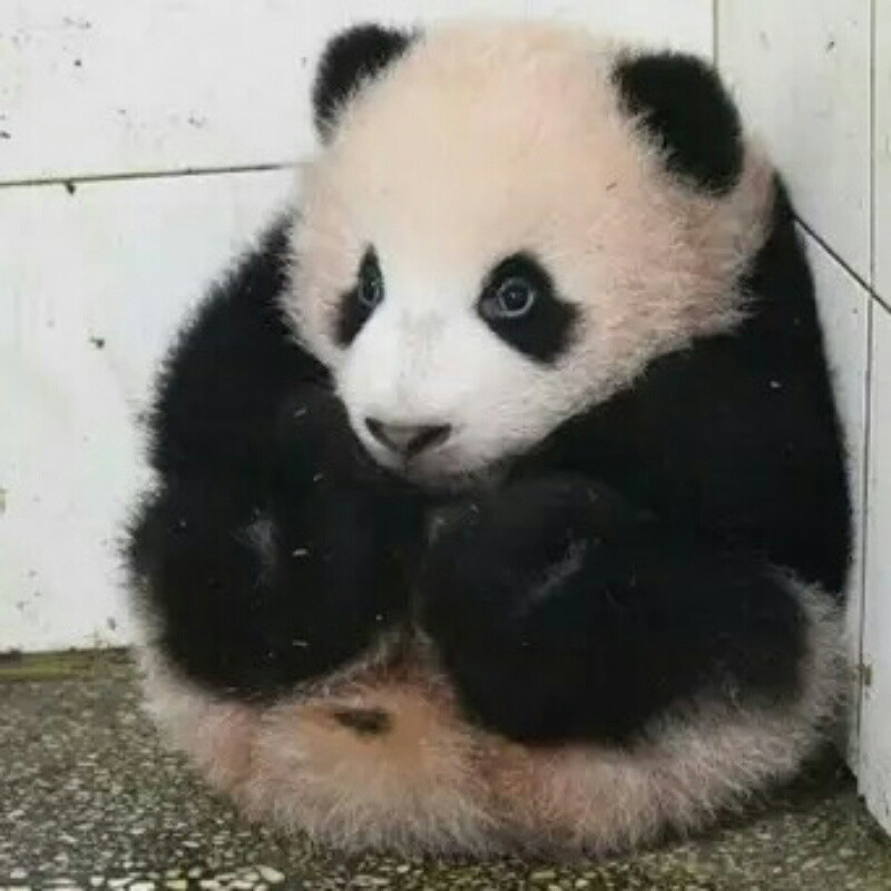 努努
