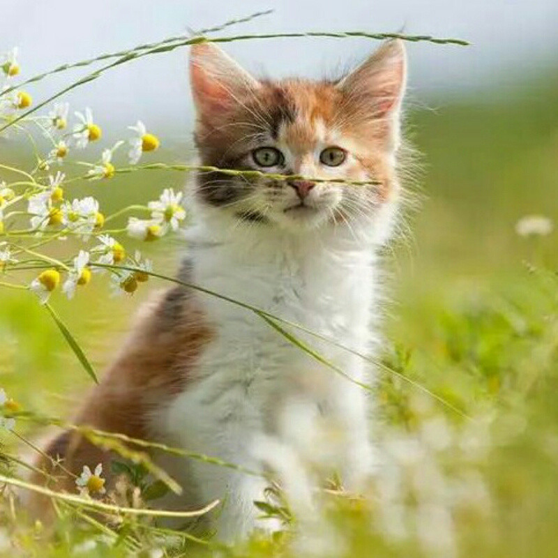 猫仙人