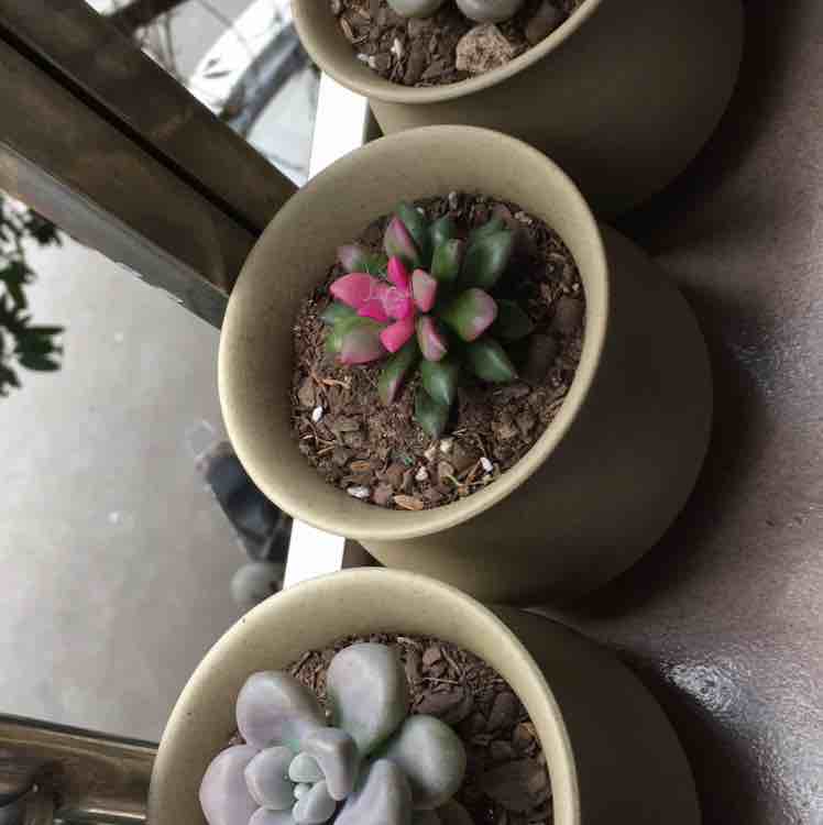 李雪葵