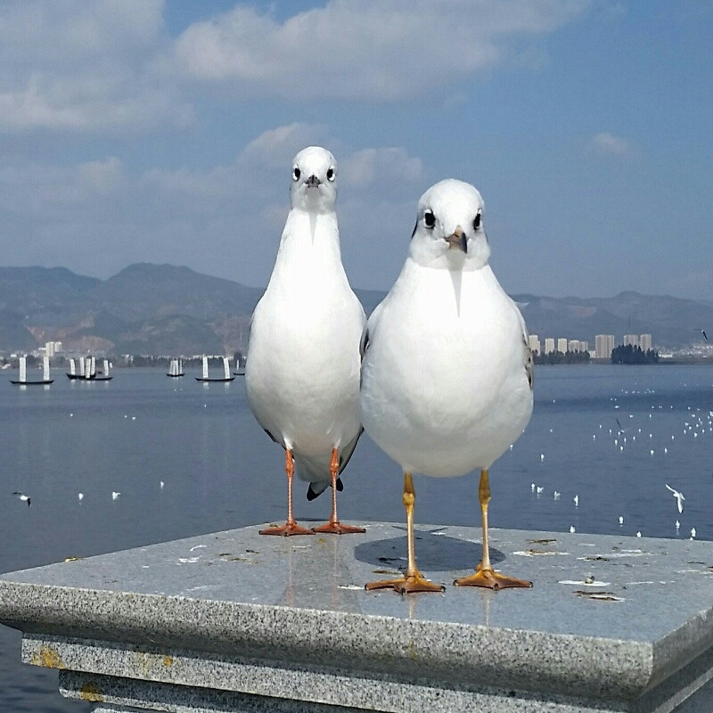 格瑞丝