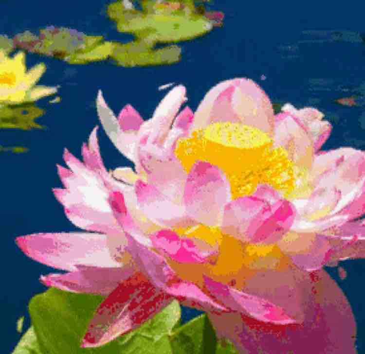 海棠红花
